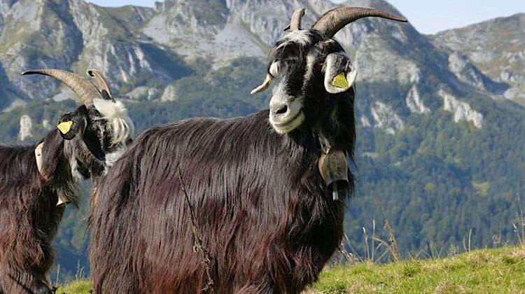 Menacée d’extinction, la Chèvre des Pyrénées retrouve ses montagnes natales